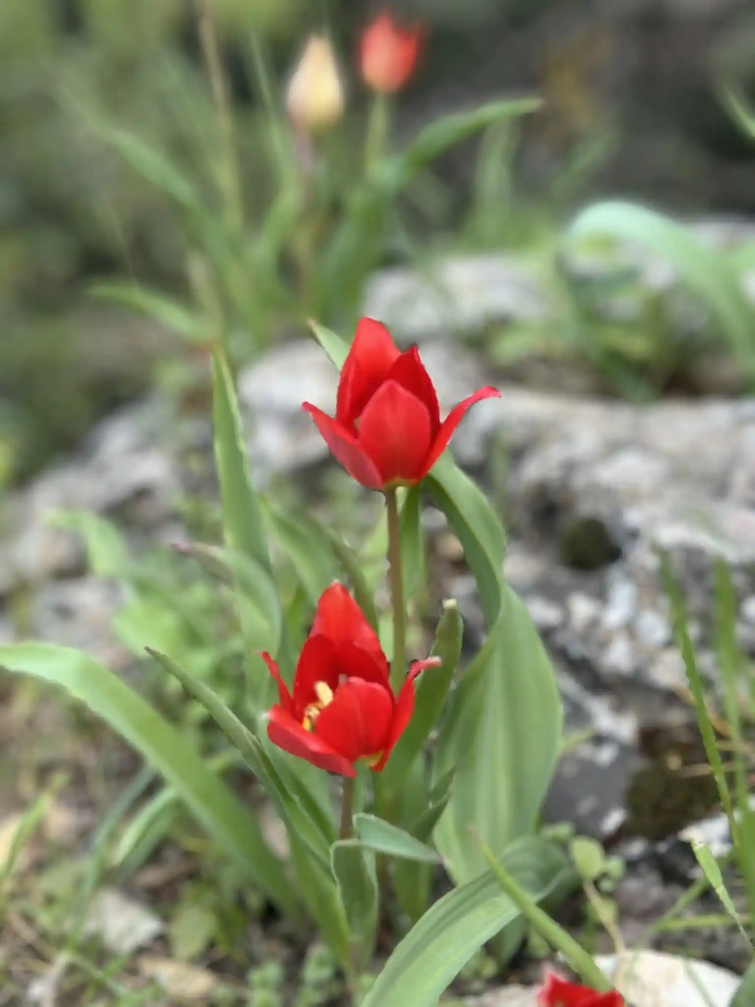 красный тюльпан