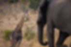 A giraffe in the distance stands on the left while a blurred elephant on the right walks toward the giraffe in Chobe National Park, Botswana