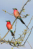 Two southern carmine bee-eaters standing on a thin branch against a blue sky in Chobe National Park, Botswana