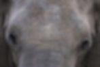 A close-up of the textured forehead of an African elephant with its dark eyes and eyelashes on either side of its face