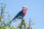 A lilac-breasted roller sitting on the branch of a shrub against a bright blue sky in Chobe National Park, Botswana