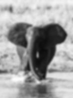Black-and-white photography of an African elephant making splashes as it walks into the shallows of the Chobe River