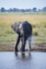 An African elephant standing at the edge of the Chobe River as it sprays water from its trunk in front of grassland and trees in the distance