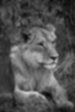 A black-and-white portrait of a young male lion resting in the bushes in Chobe National Park, Botswana