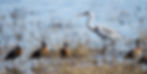 A gray heron stands on one leg in the shallows the Chobe River with white-faced whistling ducks standing beside it on either side