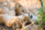 A close-up of a lion cub lying down sideways as half of its face is covered by another cub upside down in front of it in Chobe National Park, Botswana