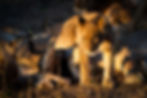 A lion cub climbing forwards over the legs of a sleeping lioness in the sunset light in Chobe National Park, Botswana
