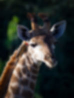 A portrait of a giraffe's face with a red-billed oxpecker perched under its right ear in Chobe National Park, Botswana