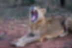A young male lion without a mane and some blood on its paw lays down as it lifts its head to yawn in Chobe National Park, Botswana
