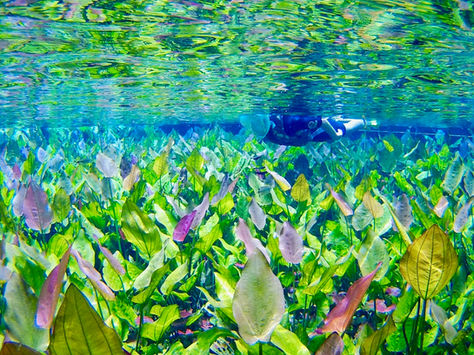 Freshwater Snorkeling in the Rivers of Bonito, Brazil
