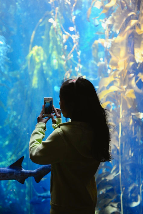 Sea Life of Monterey Bay