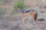 A black-backed jackal standing among the dry grass and shrubs in Chobe National Park, Botswana