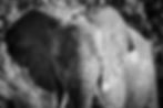Black-and-white photography of the textured face of an African elephant in Chobe National Park, Botswana