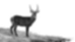 High-key black-and-white photography of a male waterbuck standing at the banks of the Chobe River