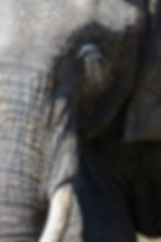 A close-up of the side of an African elephant's face including its eyes, eyelashes, and the beginning of its trunk and tusk