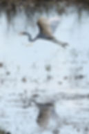 A white egret flying over the Chobe River with its reflection in the water below