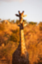 A shorter giraffe stands in front of a taller one so that their heads appear to be stacked on top of one body in Chobe National Park, Botswana