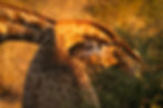 A close-up of a giraffe's face as it extends its neck horizontally while interlocked with the neck of another giraffe at sunset in Chobe National Park, Botswana