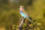 A lilac-breasted roller sitting on top of the branch of a shrub in Chobe National Park, Botswana