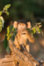 A baby chacma baboon sitting on a tree trunk as it bites one hand in Chobe National Park, Botswana