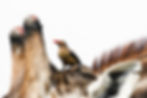 A close-up of a red-billed oxpecker standing on a giraffe's head between its horns and ear in Chobe National Park, Botswana