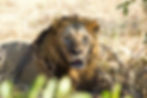 A close-up of a male lion's face as he sits in the golden grass in Chobe National Park, Botswana