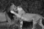 Black-and-white photography of a male lion with a dark mane rubbing cheeks with a lioness as she raises one paw to his neck in Chobe National Park, Botswana