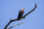 An African fish-eagle sitting on a leafless tree branch against a blue sky in Chobe National Park, Botswana