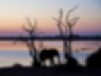 The silhouettes of an elephant walking towards the right between two leafless trees in front of the Chobe River reflecting the purple sky at twilight