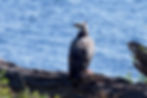 The back of an Ayre's hawk-eagle sitting on a tree trunk with red meat in its claw in front of the blue water of the Chobe River