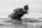 Black-and-white photography of an African elephant playing with its head raised above the surface of the Chobe River and its trunk curled up into a ball
