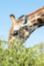 A close-up of a giraffes' head bending down to eat from a shrub as a red-billed oxpecker stands on top of it in Chobe National Park, Botswana