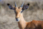 A close-up of the face of a male impala with horns in Chobe National Park, Botswana