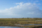 A marsh made up of grassland and watering holes with a grazing Cape buffalo herd in the distance under a cloudy blue sky in Chobe National Park