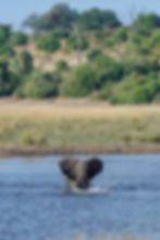 An African elephant crossing the Chobe River in the distance with a hill covered in grass, shrubs, and trees in the background