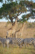 Two giraffes stand together under a tree behind a row of grazing zebra below them in the grasslands of Chobe National Park, Botswana