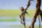 A lilac breasted roller sitting on a dry tree branch with the marshes of the Chobe River blurred in the background