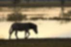 A zebra walking to the right along the banks of the Chobe River in the background as it reflects the yellow sunset sky