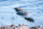 The back of a Nile crocodile as it swims away at the surface of the Chobe River