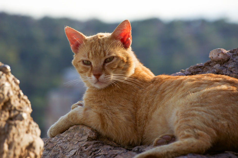 A ginger cat laying down with its head turned towards the camera at the Acropolis of Athens