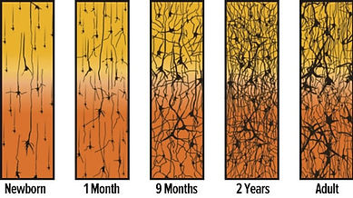 synaptic-pruning-2-years-to-adult.jpg