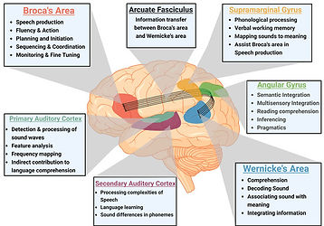 biomedicines-13-00239-g001-550.jpg