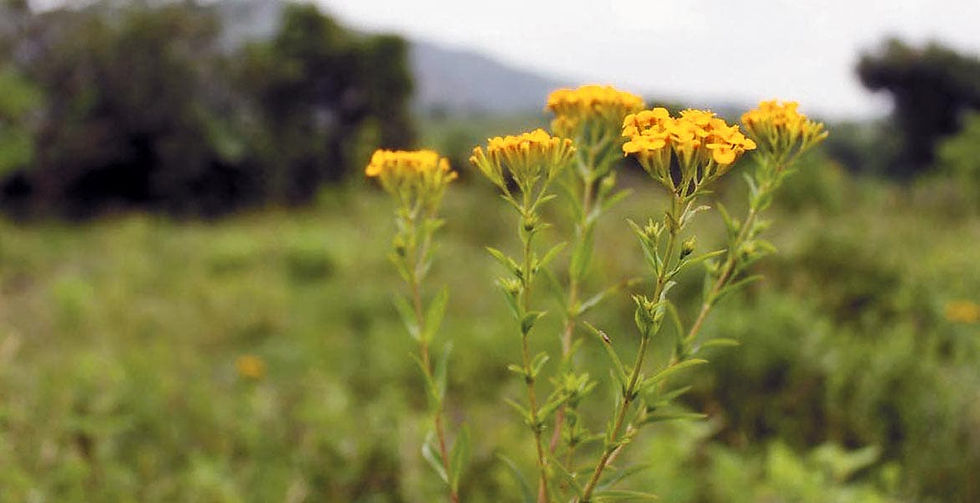 El Pericón "La Hierba de Tláloc" (Tagetes lucida)