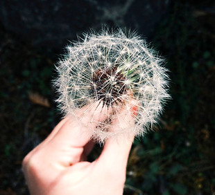 Dandelion
