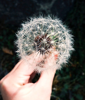 Dandelion