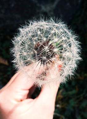 Dandelion