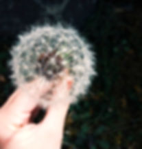 Dandelion