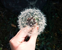 long distance dandelion