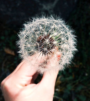 Dandelion