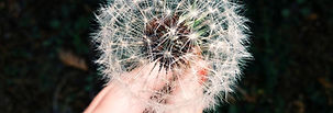 Here is the thing about weeds — they are not personal, but they feel personal. You put real effort into your yard. You planted things intentionally. You maybe even mulched, which if you read our previous gardening piece you know is already a power move. And then you turn around and there is a dandelion the size of a small shrub growing directly in the middle of everything like it owns the place, looking absolutely unbothered by your feelings about it.
Weeds are opportunists. They are not smarter than you, they are just faster, and they have the significant advantage of not having anything else to do. You have a job and children and a house that needs constant attention. The dandelion has one job and it is very committed to it.
The good news is that weed control is genuinely manageable once you understand what you are dealing with and match your approach to the situation. The bad news is that there is no approach that works once and then you are done forever. Weeds are a maintenance situation, not a solve-it-once situation, and the sooner you make peace with that the better your yard is going to look.